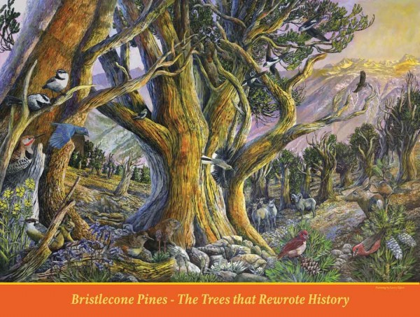Bristlecone Pines puzzle box