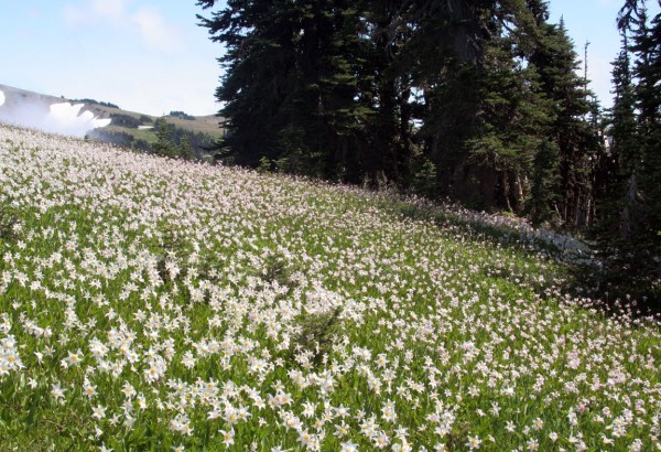 Avalanche Lilies