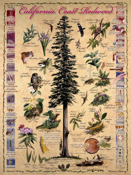 Cal-redwoods-poster