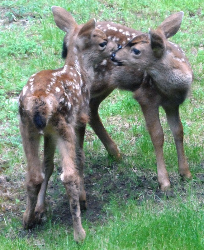 2014-5-fawns