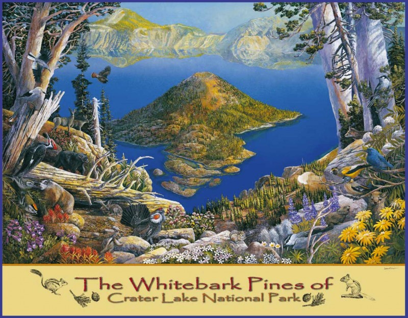 Whitebark-Pines-of-Crater-Lake-1000pc