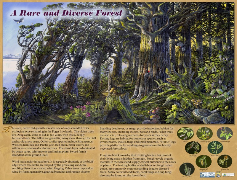 Rare-Diverse-Forest