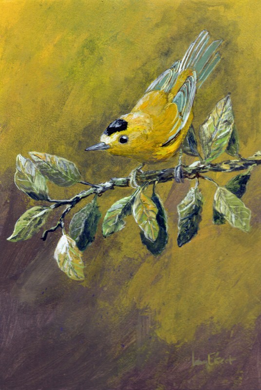 Wilsons-Warbler