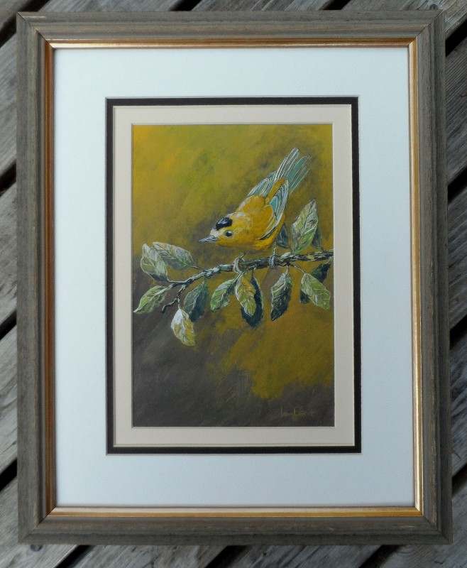 Wilsons-warbler-framed