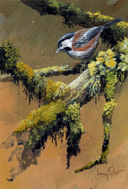 Chestnut-backed-Chickadee