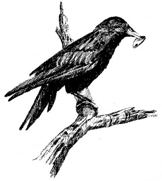 Crow in tree with shell