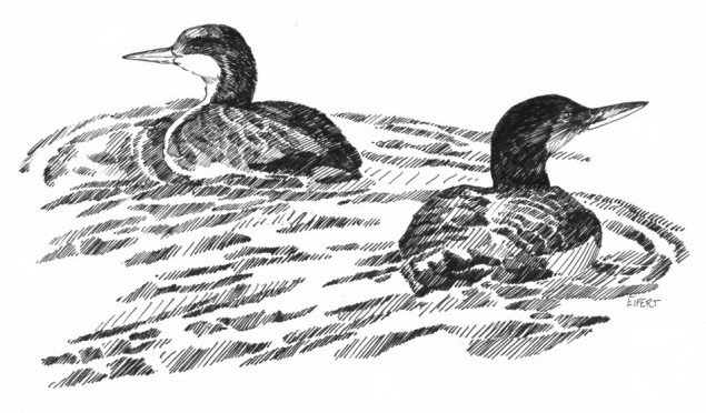 Pacific Loons