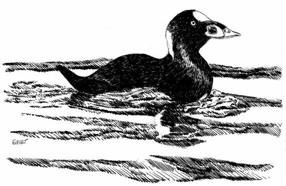 Surf-Scoter