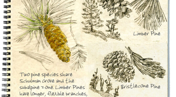 Bristlecone Pine Sketchbook Journal