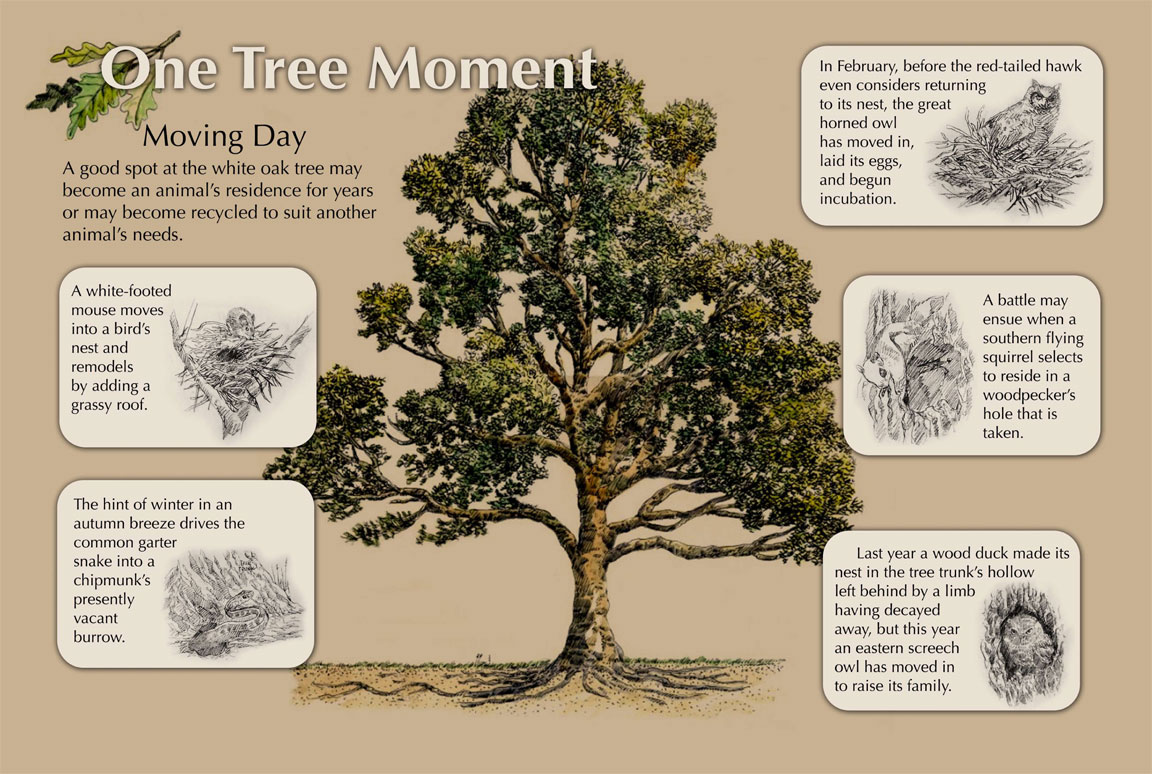 One Tree Moment for Ballard Nature Center | The Art of Larry Eifert