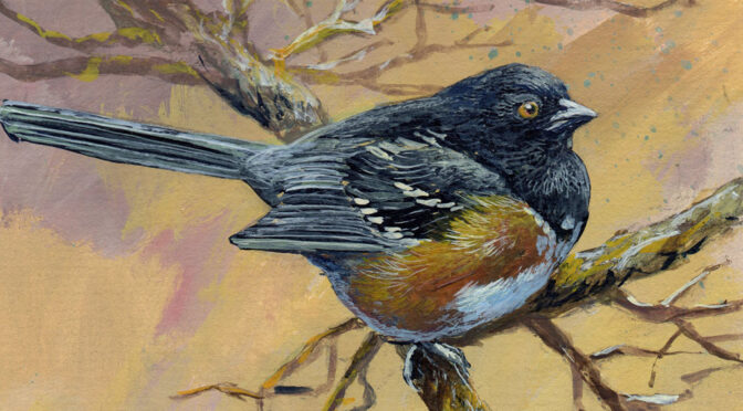 Spotted Towhee Branch Study