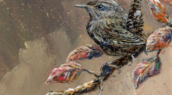 Pacific Wren study