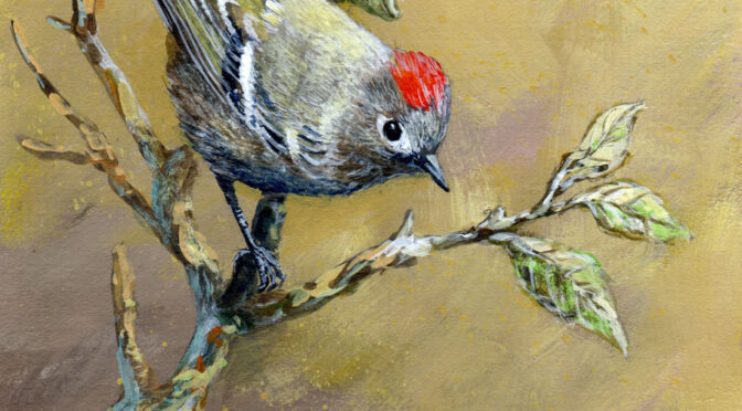 Ruby-crowned Kinglet study