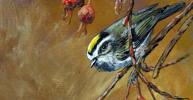 Golden-crowned Kinglet – a new painting