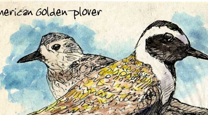 American Golden-plover