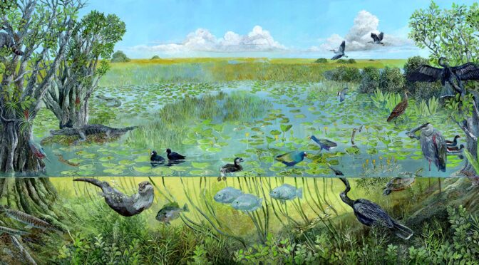 I’m free: 540 days of Everglades paintings