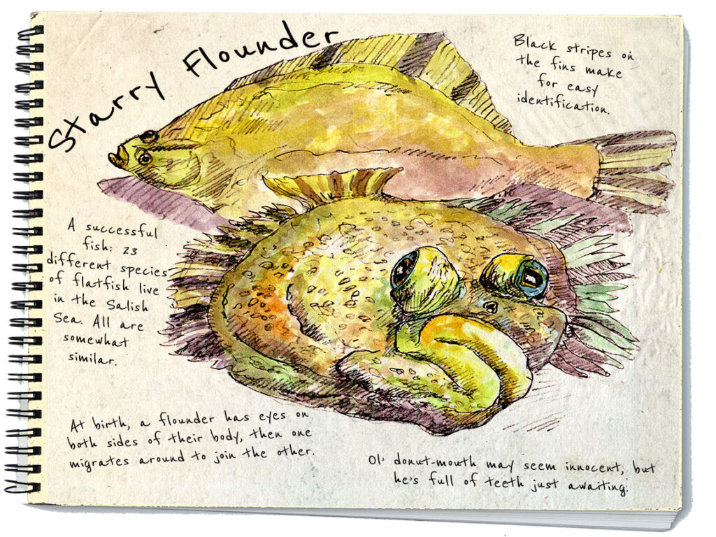 2020 – 1 Starry Flounder