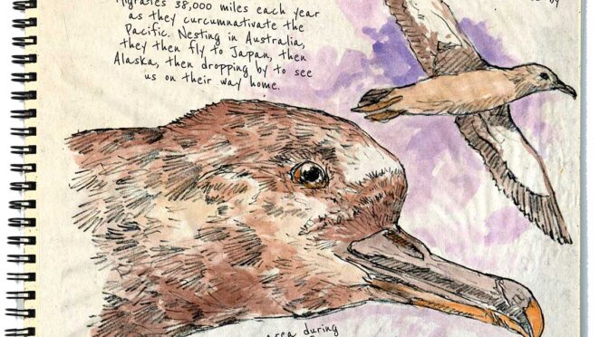 Shearwaters and Otters