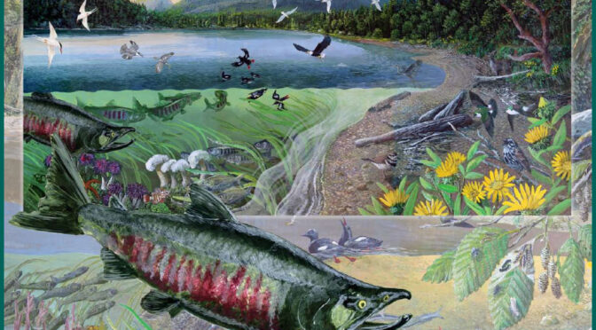 A New Puzzle for the North Olympic Salmon Coalition