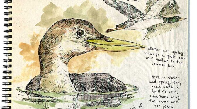 A Yellow-billed Loon Story