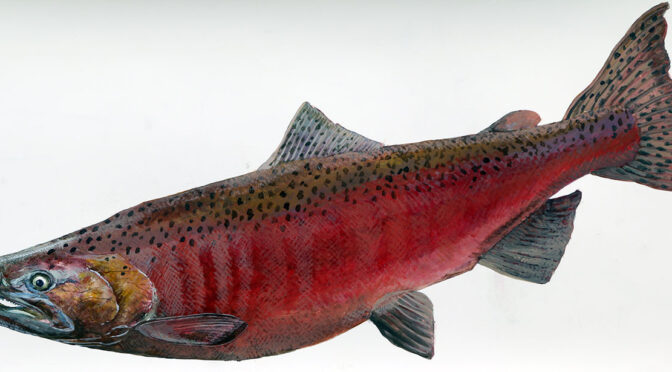 Dismal Nitch – Chinook Salmon Story