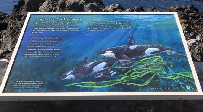 Lime Kiln and Orca Whales