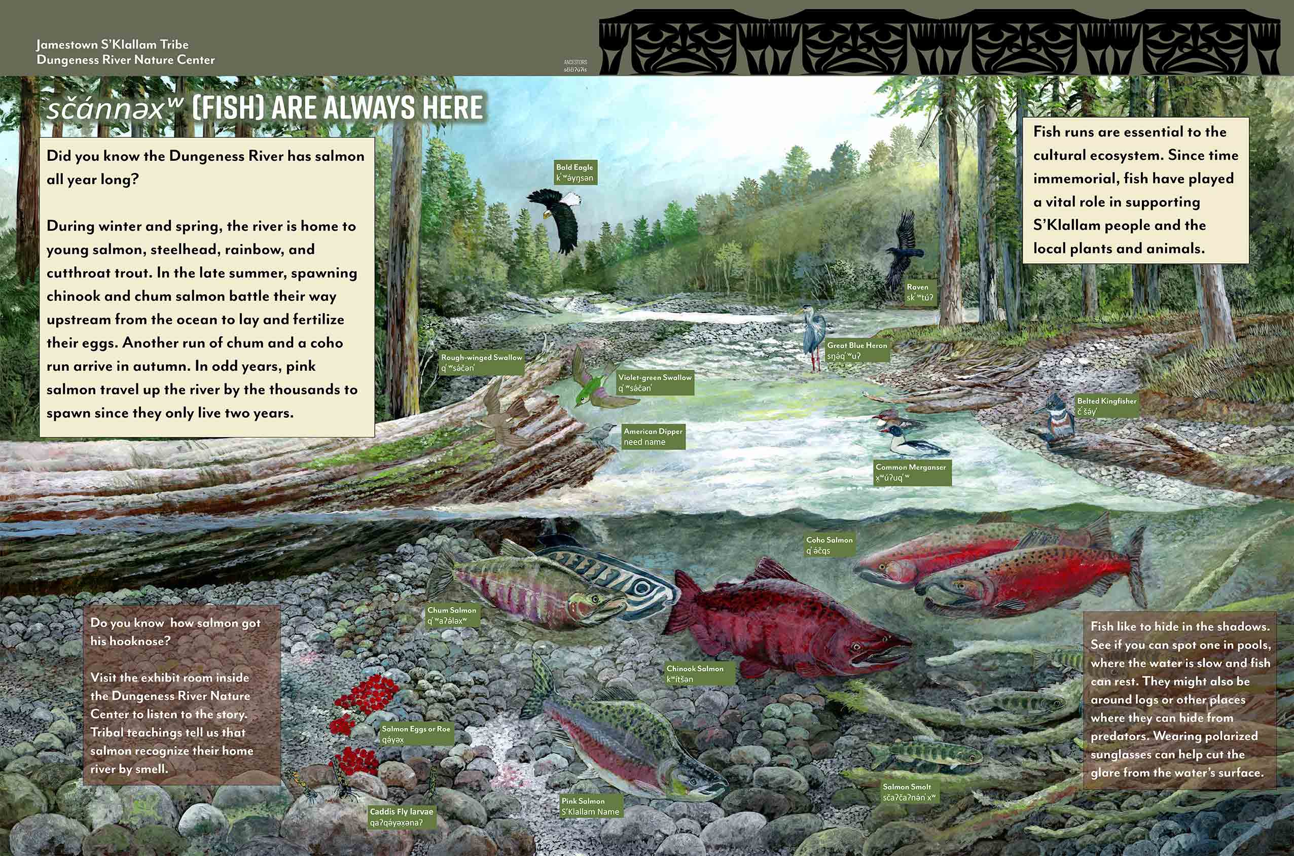 Dungeness River Center – Sequim WA