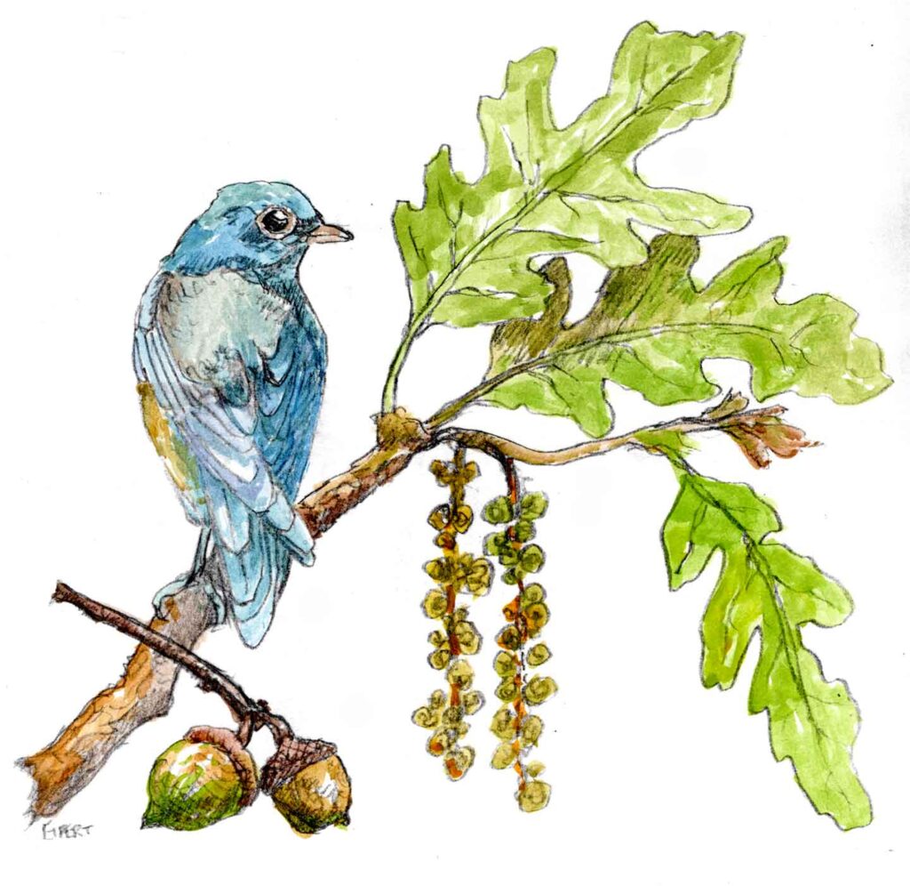 garry oak and western bluebird
